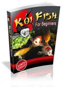 Koi Fish for Beginners 