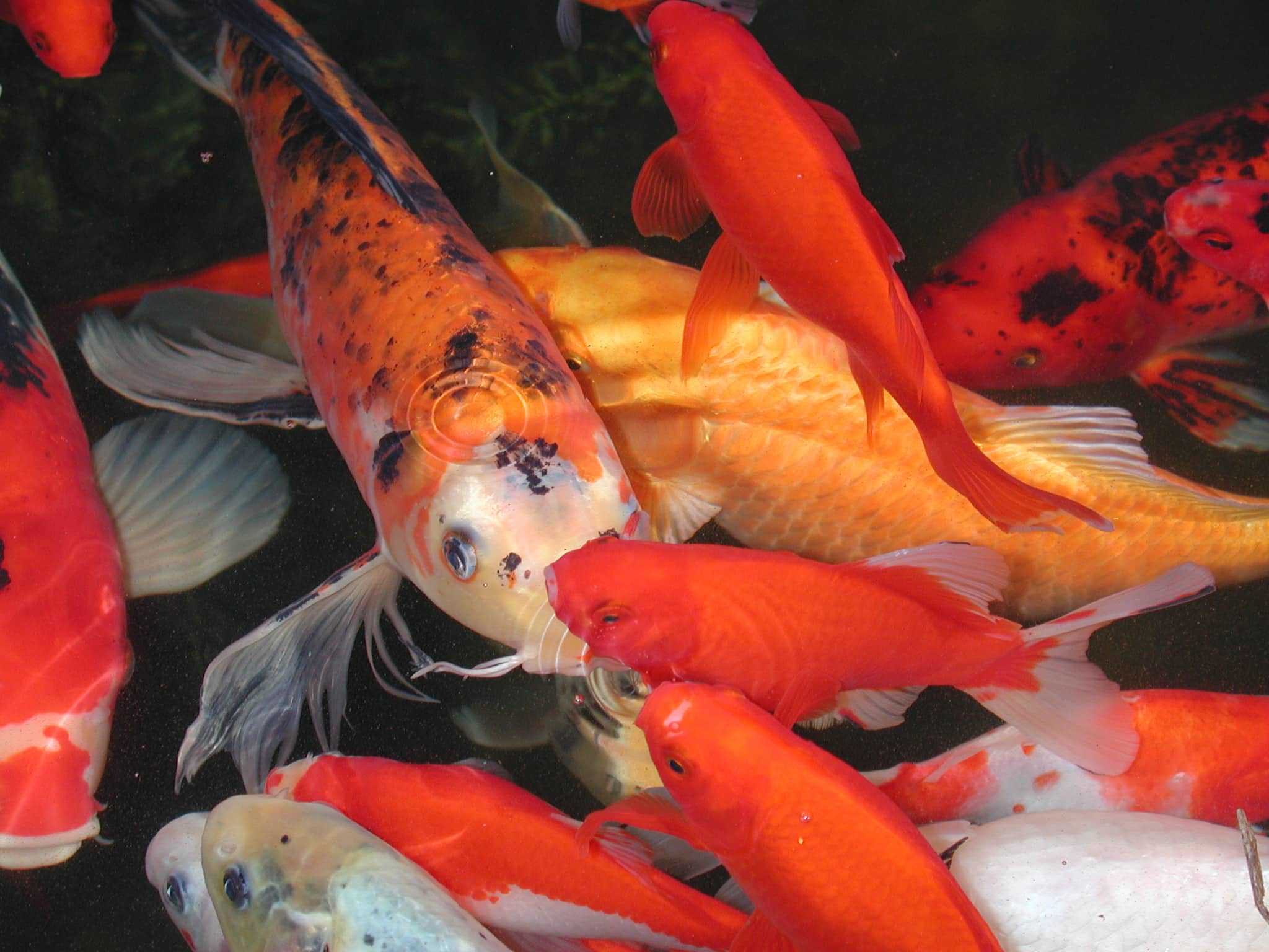 taking care of koi fish