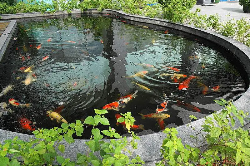 Thinking Of Warmer Days: Pictures Of Our Backyard Goldfish pond