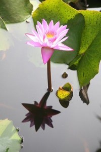 Lotus in koi pond