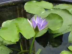 Water lily in a koi pond