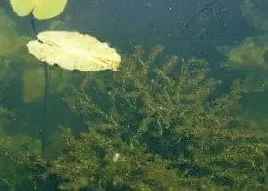 elodea in a koi pond