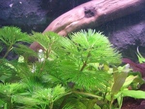 fanwort in a koi pond