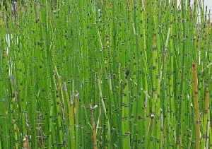 horsetail in a koi pond