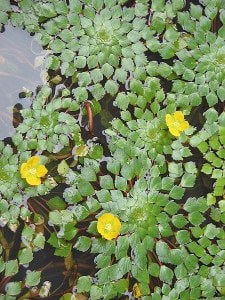 water purslane in a koi pond