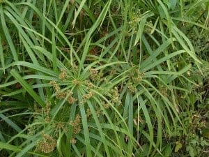 umbrella plant in a koi pond