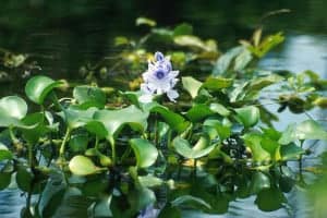 water hyacinth in koi pond