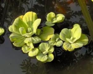Water Lettuce in a koi pond