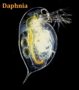 Daphnia water flea copy