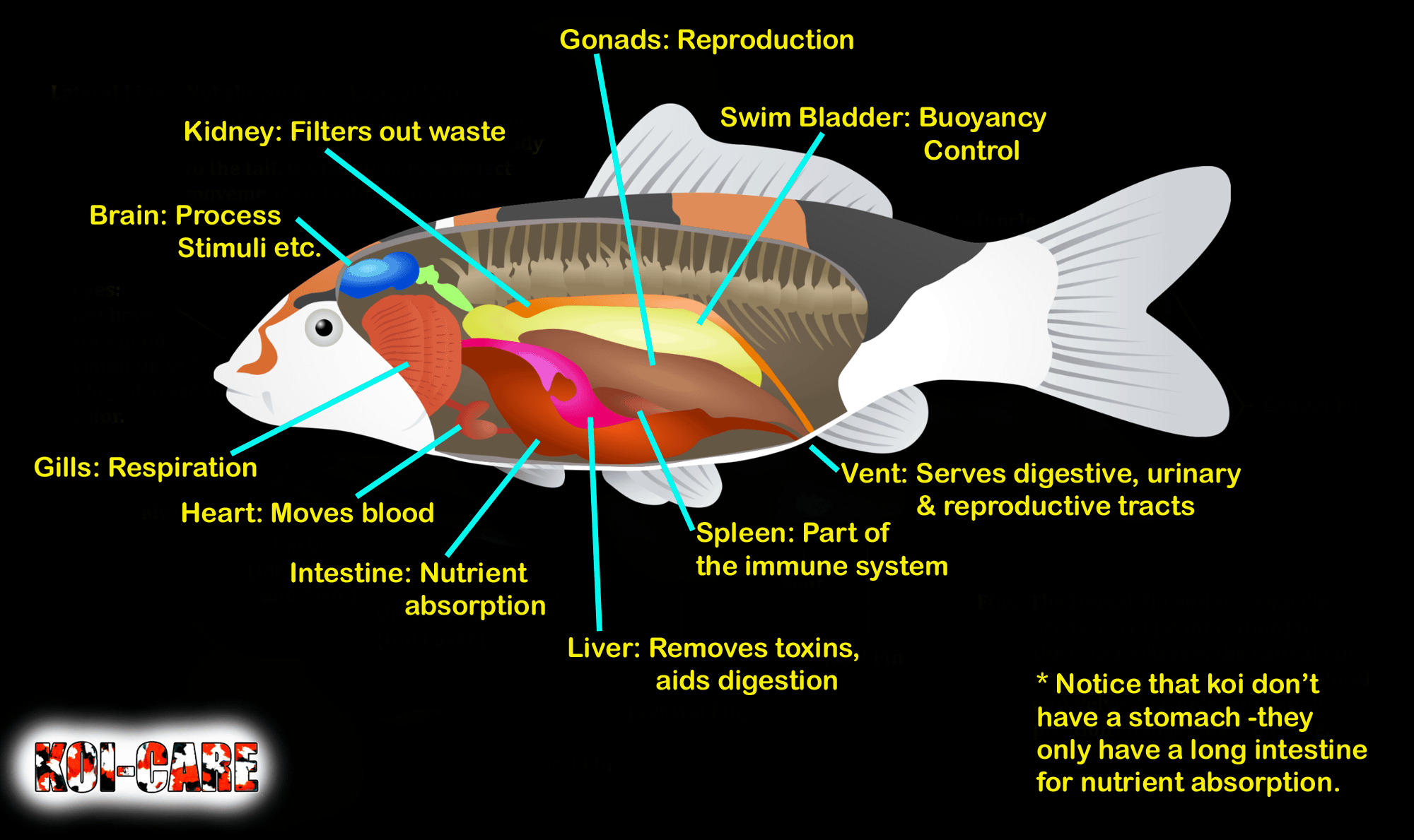 Koi Fish Skeleton Anatomy Diagram  Koi Fish External