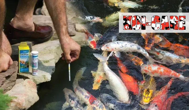 The Most Effective Tips for Koi Pond Maintenance