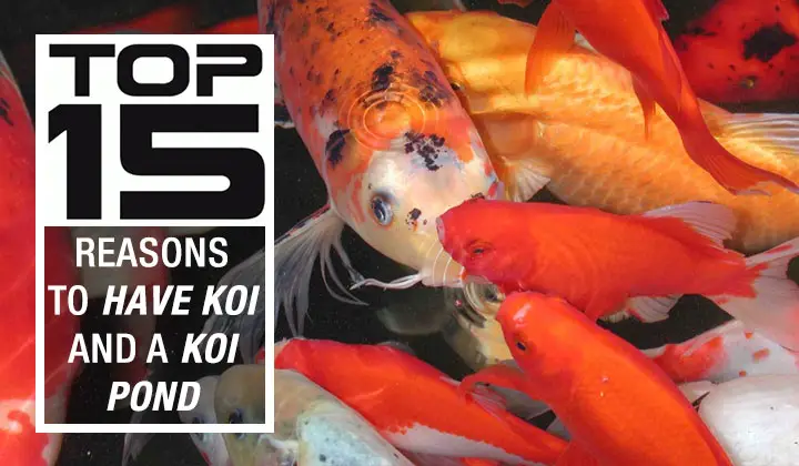 Top 15 Reasons to Have Koi and a Koi Pond