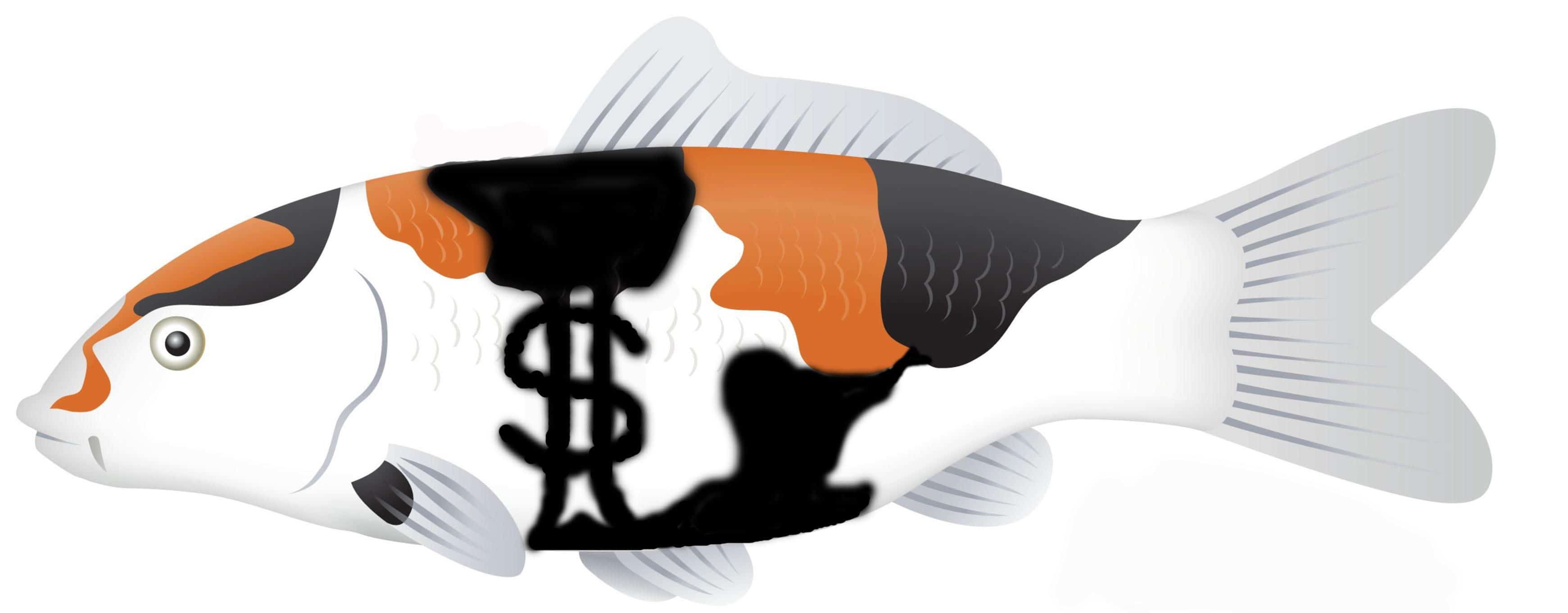 How to breed koi for profit