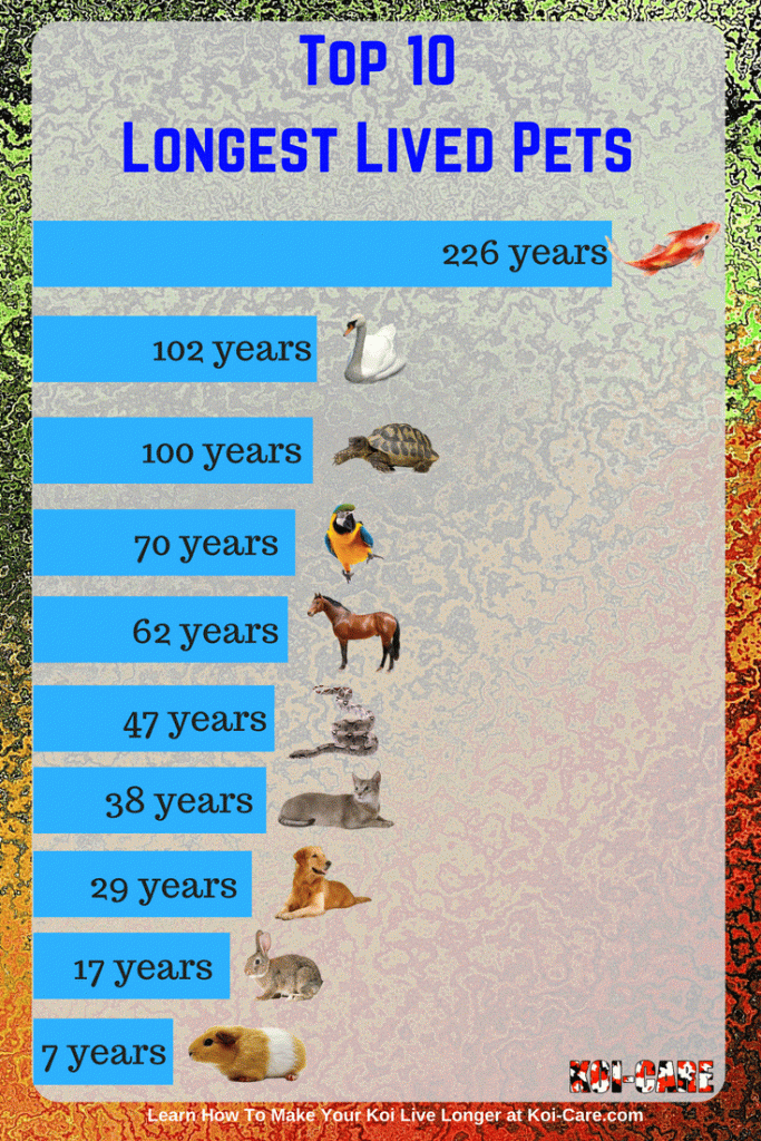 Top-10-Longest-Lived-Pets-1