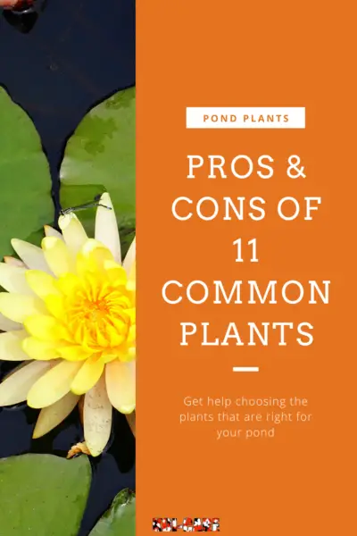 koi Pond Plants