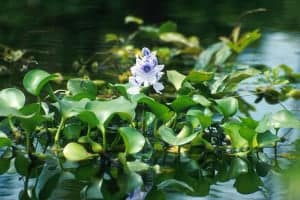 Aquatic Plants for Your Koi Pond: Why They’re Important and How to Choose the Right Ones
