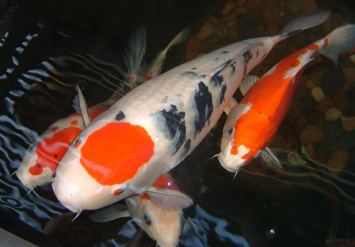 The Major Koi Varieties and Their Traits