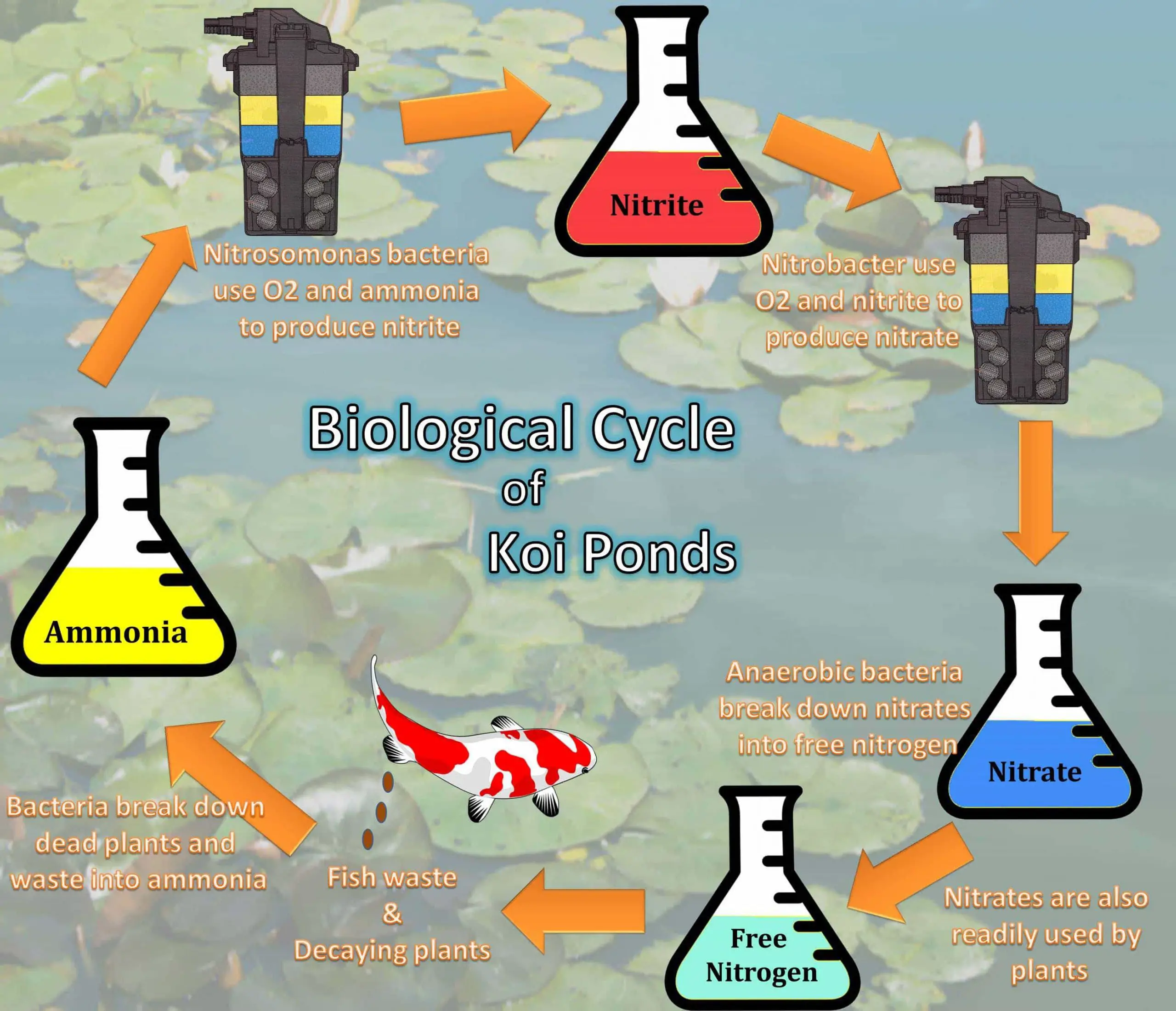 nitrogen cycle of a koi pond