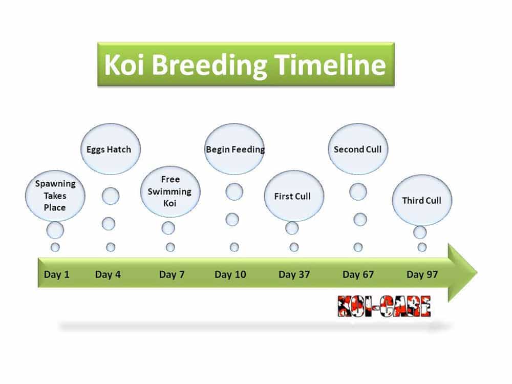 koi breeding timeline (web site)