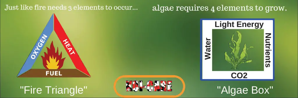 Algae Box-what algae needs to grow