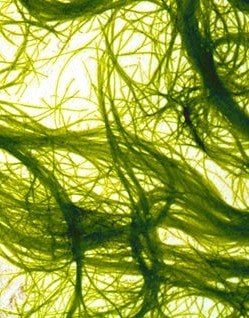 algae occurs