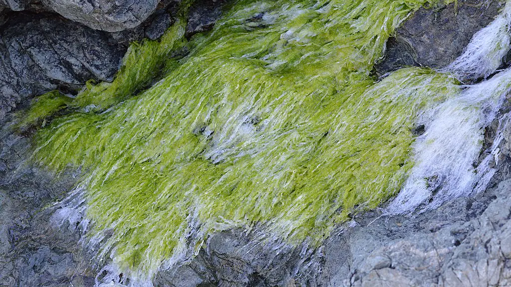 Why Pond Algae Occurs (and How to Get Rid Of It)