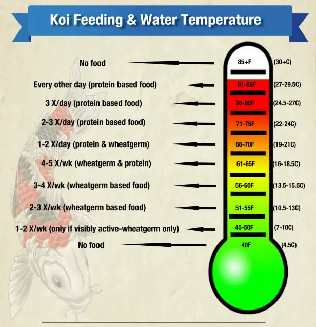 Fish Feeding Chart