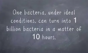 One-bacteria-under-ideal conditions