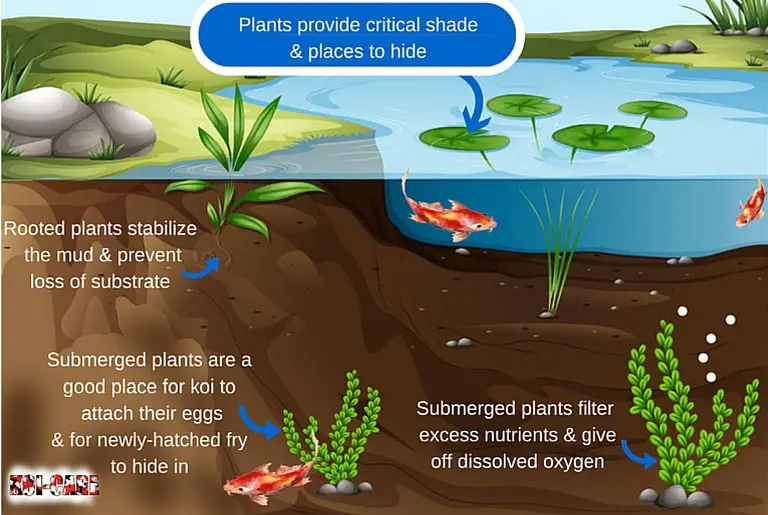 koi pond cut away how pond plants benefit your pond final 3