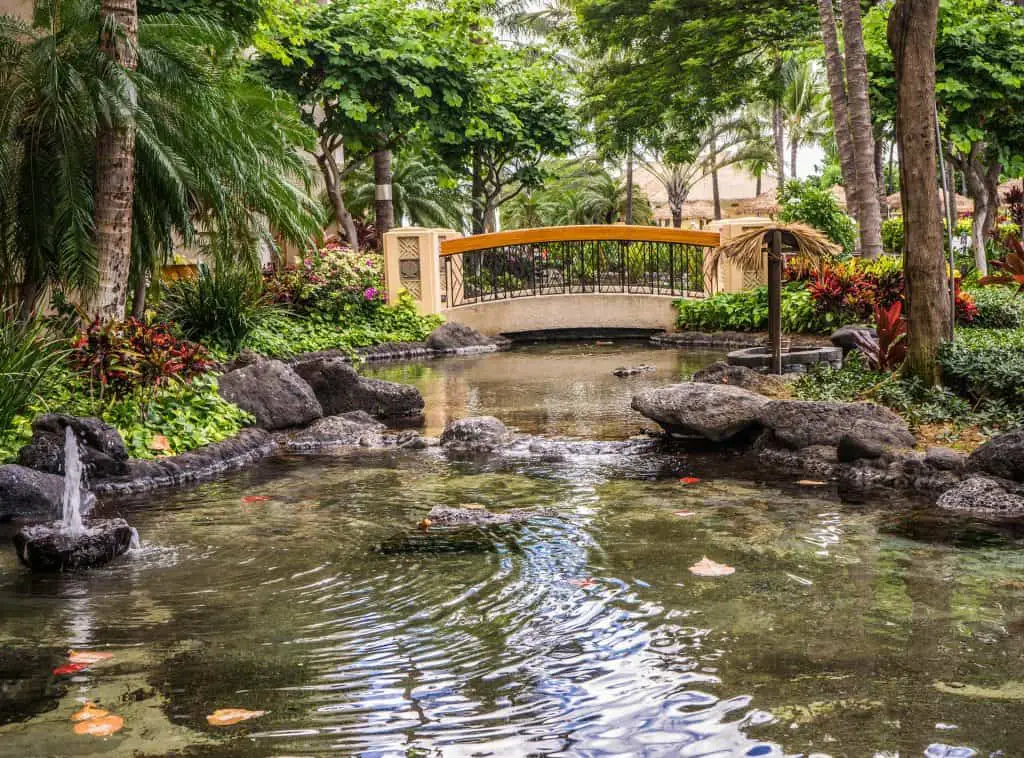 9 Ideas to Make Your Koi Pond Experience Even Better
