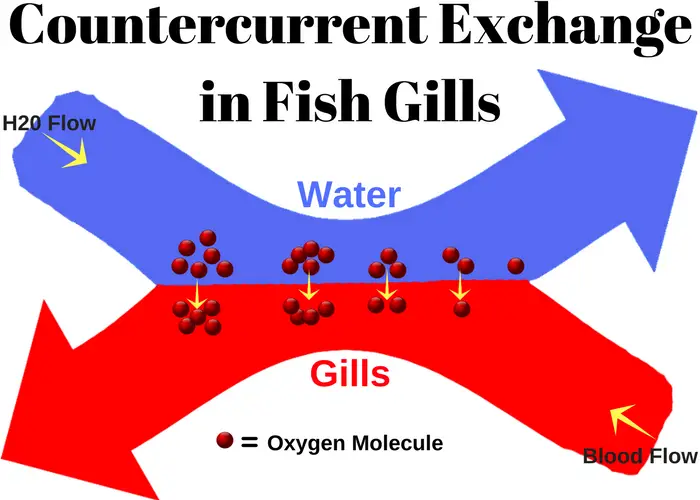 Countercurrent Exchange in Fish Gills