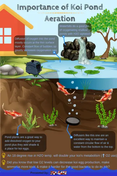 Importance of Koi pond Aeration