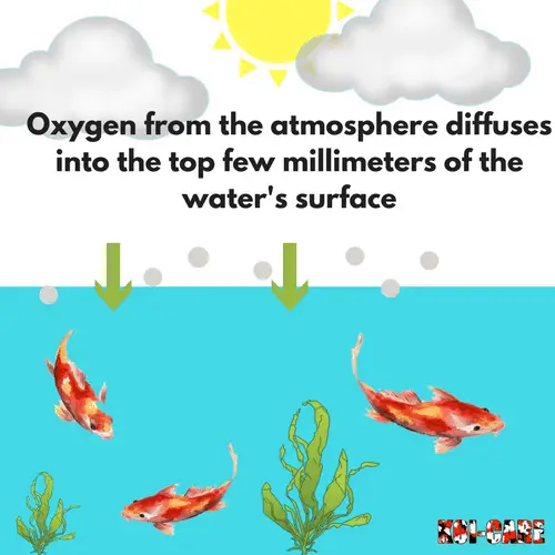 Oxygen diffusion in koi ponds at the air-water interface