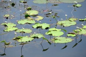 aquatic-plants for koi ponds
