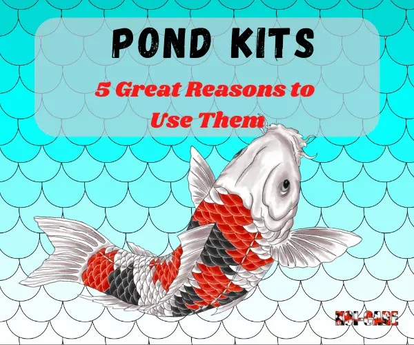 5 Great Reasons to Get a Pond Kit