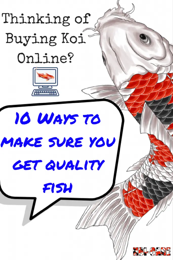 Koi Fish For Sale: 10 Things To Be Aware When Buying Koi Online