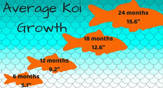 Average Koi Growth