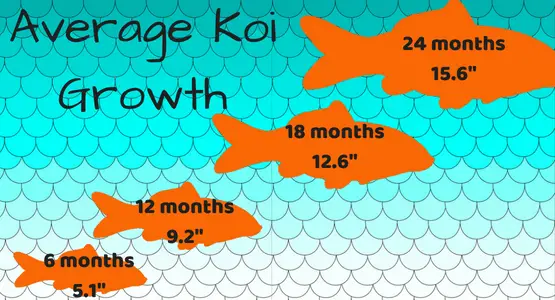 Koi Size Chart