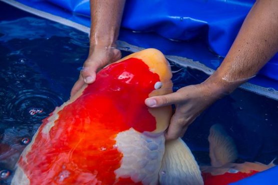 big koi with keeper