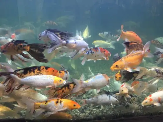 overcrowded koi fish